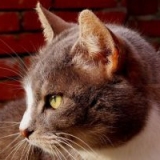 Co wiemy o rekrutacji policyjnej