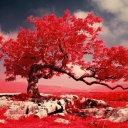 Cover Photos
