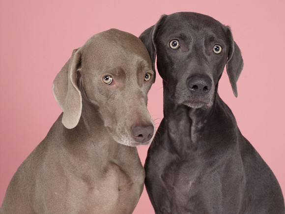 Weimaraner-dogs.jpg