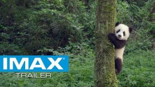 Pandas IMAX® Trailer